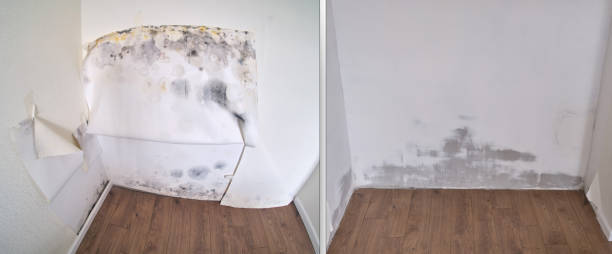 Best Emergency Mold Removal  in USA